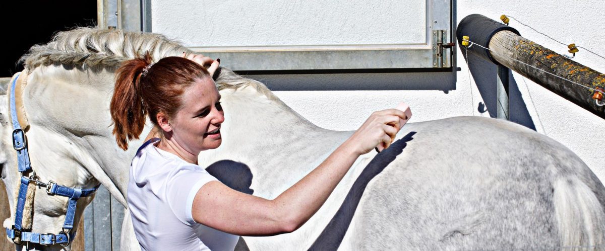 fellwechsel_beim_pferd